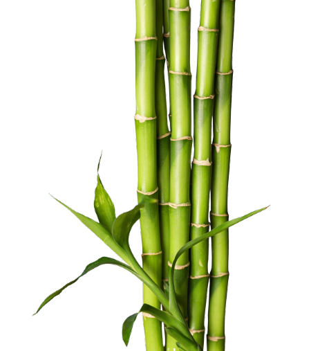 Bamboo Service