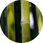 Bamboo