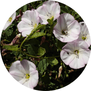 Bindweed