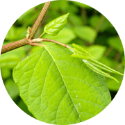 Japanese knotweed leaves