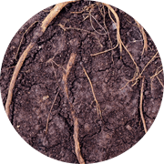 Japanese knotweed root