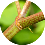 Japanese knotweed stems