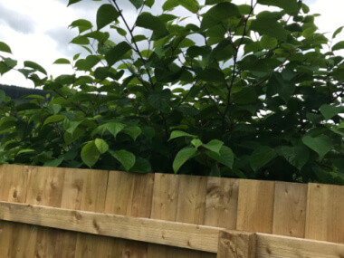 japanese-knotweed-neighbours-garden