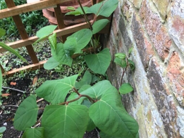 japanese-knotweed-picture