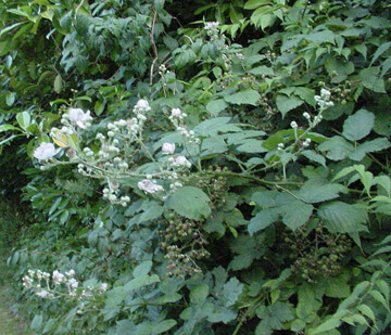 Bramble perennial weeds