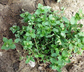 Chickweed ephemeral weeds