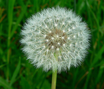 Dandelion perennial weeds