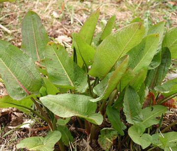 Dock leaf perennial weeds