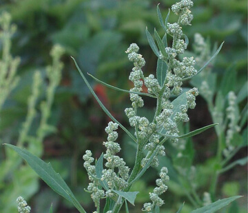 Fat hen annual weeds