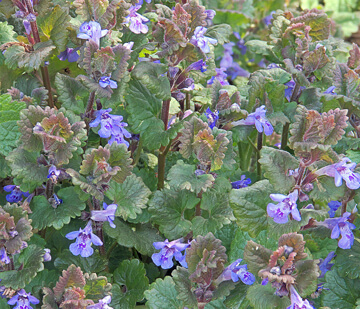 Ground ivy rhizome weeds