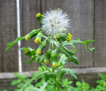 Groundsel ephemeral weeds