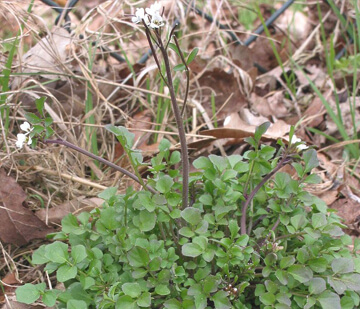 Hairy bittercress ephemeral weeds