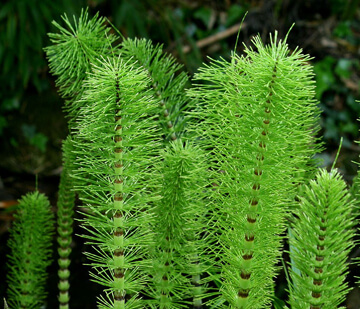 Horsetail rhizome weeds