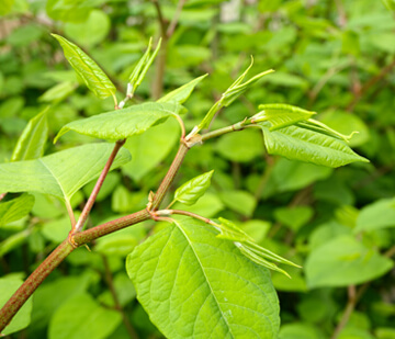 japanese knotweed rhizome weeds