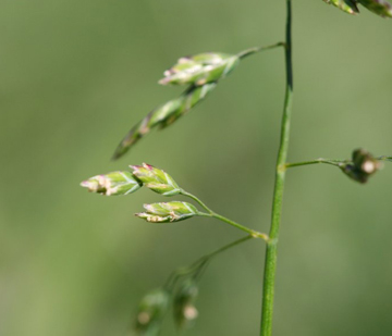 Annual meadow grass annual weeds