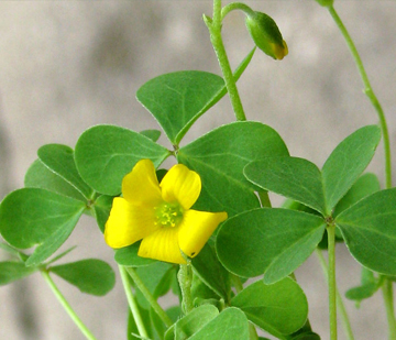 Yellow oxalis annual weeds