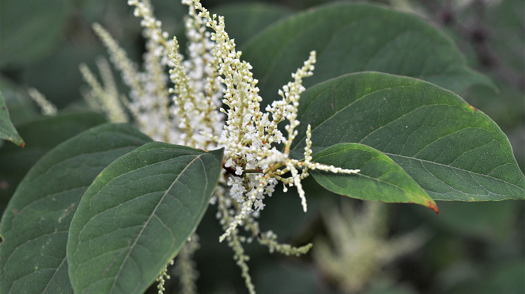 Japanese knotweed plant - RICS scrapped 7 metre japanese knotweed rule