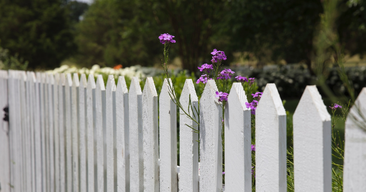 garden fence sperating neighbouring properties - do i have to tell my neighbour there is knotweed on my property