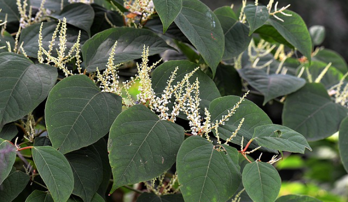 japanese knotweed