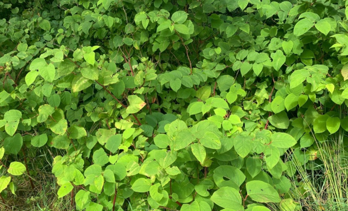 is japanese knotweed dangerous?