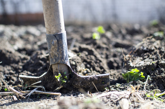 knotweed excavation and burial