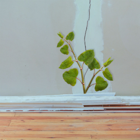 japanese knotweed growing inbetween skirting board of house