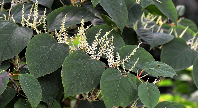 japanese knotweed infestation