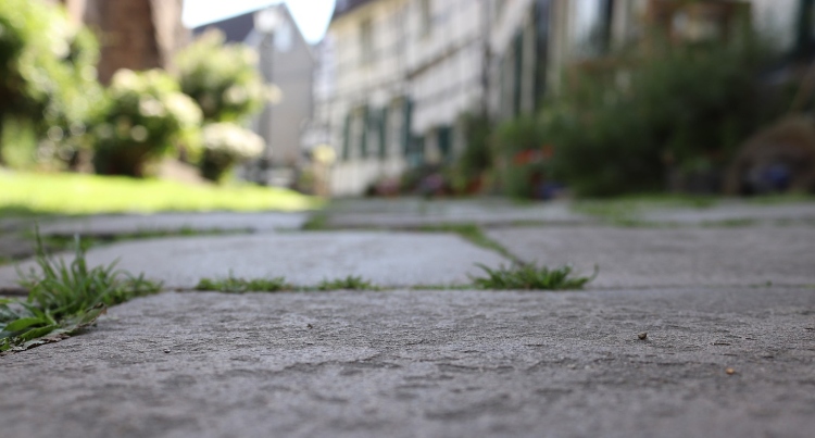 weeds growing in the cracks of a driveway