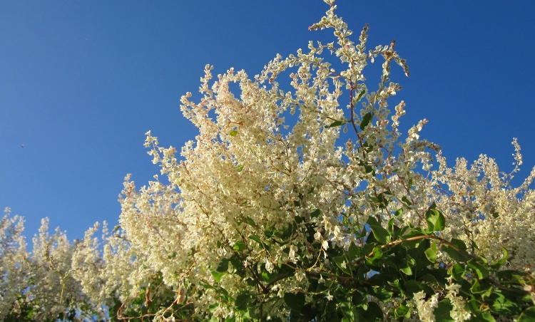 Russian Vine Fallopia aubertii plant growing