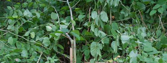 japanese knotweed