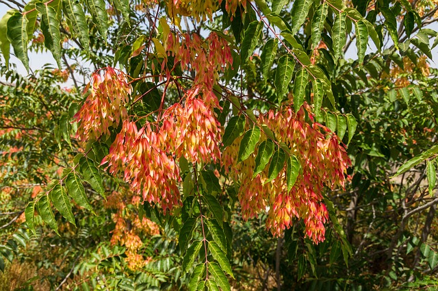 Tree of heaven