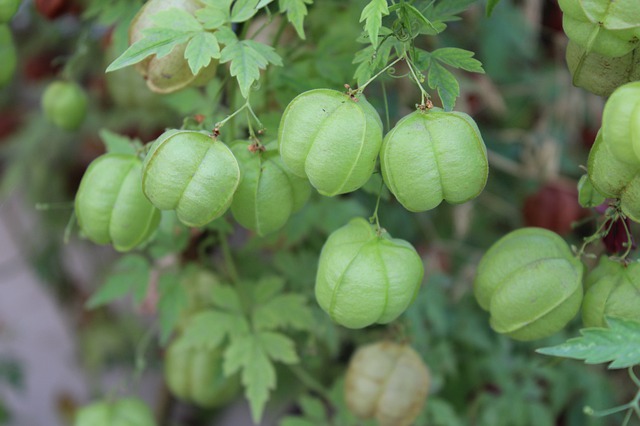 Balloon vine