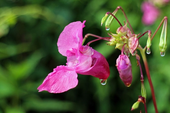 Himalayan Balsam