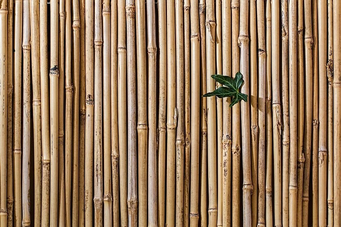 bamboo Japanese knotweed
