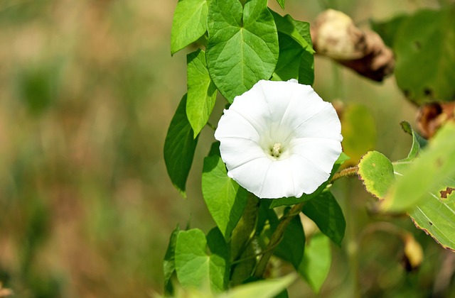 bindweed