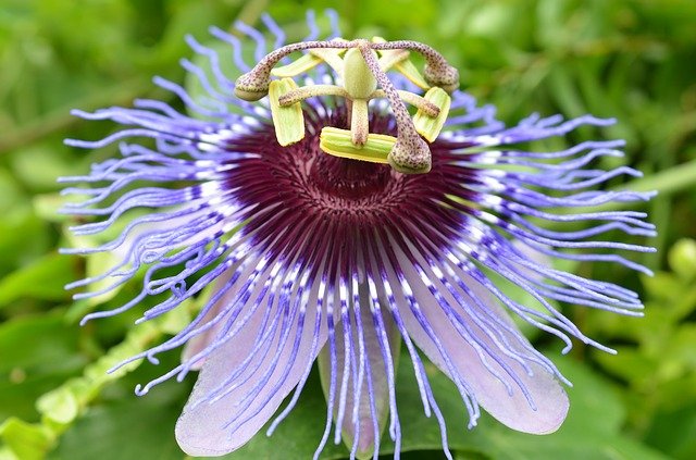 passion flower