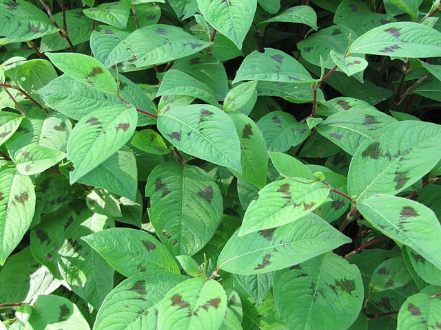 Bohemian knotweed leaves