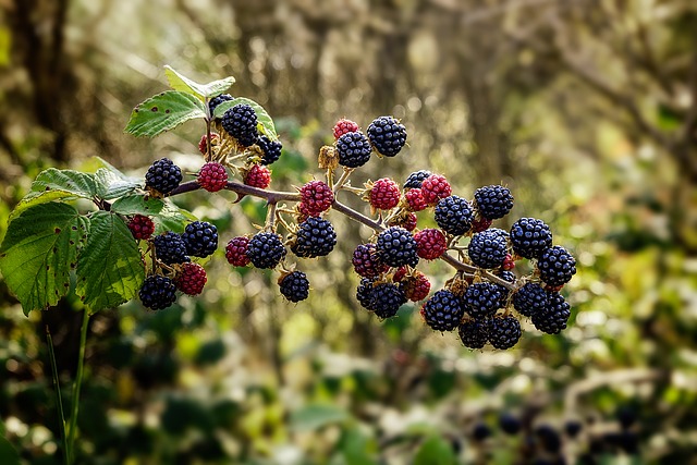 Bramble in garden