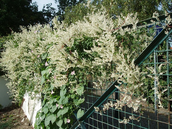 japanese knotweed flowers