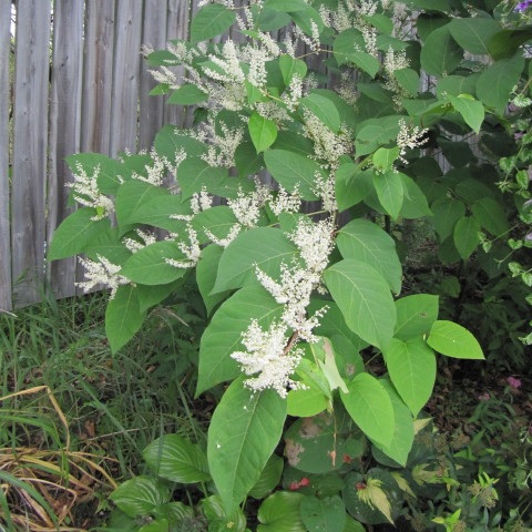 Japanese knotweed plant