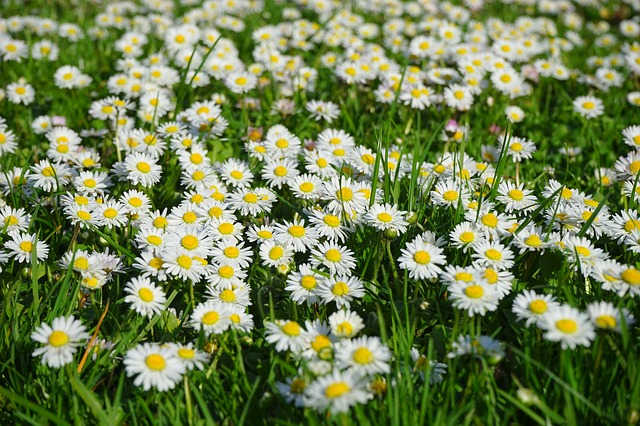 daisies