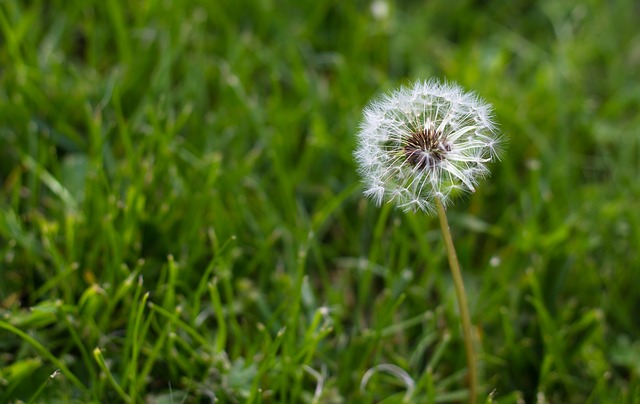 My Lawn is All Weeds