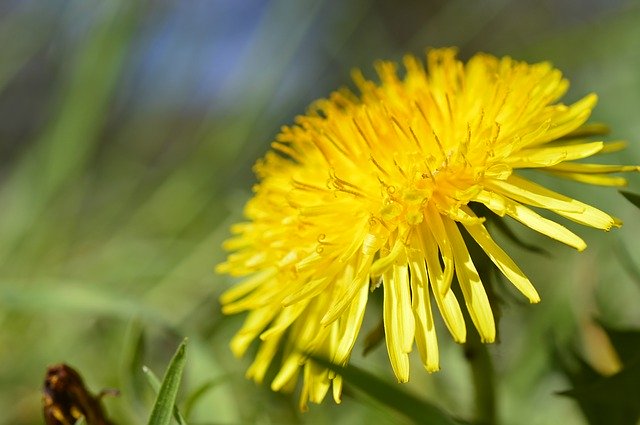 Types of Weed Killer