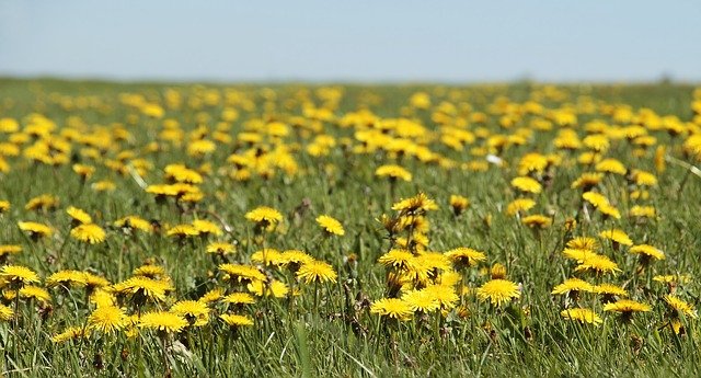 dandelions