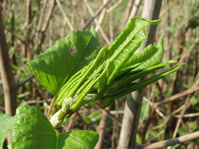 Japanese knotweed (Fallopia japonica)