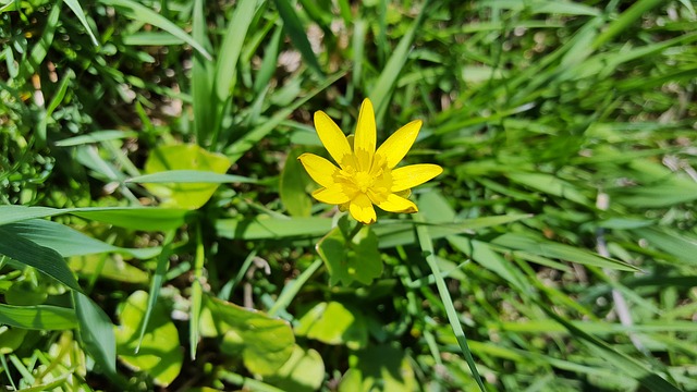 celandine