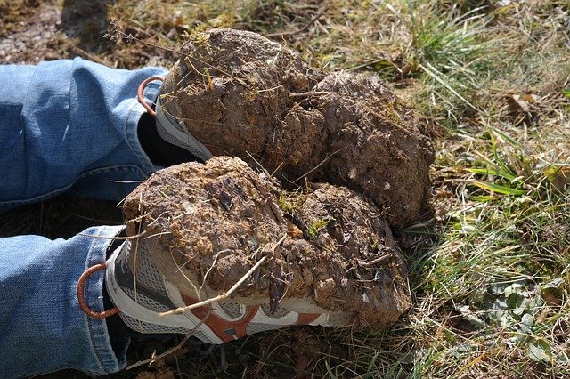 knotweed spread on shoes