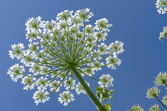 giant hogweed in sunlight