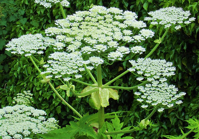 Giant hogweed, a plant you definitely don't want in your garden