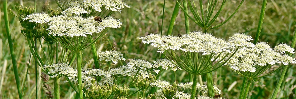 Giant hogweed